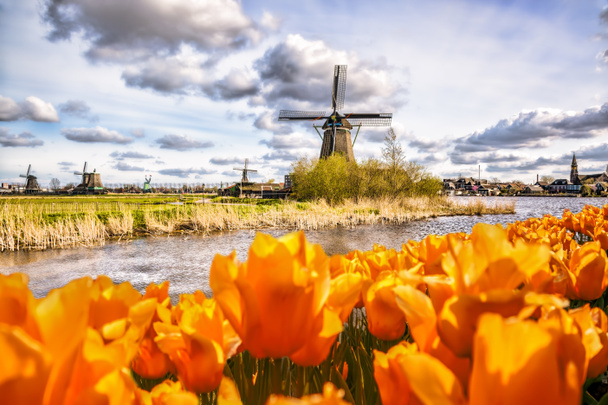 ザーンセスカンス、アムステルダム周辺地域、オランダのチューリップと伝統的なオランダ風車 - 写真・画像