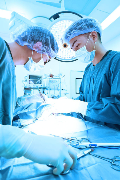 two veterinarian surgeons in operating room  - Fotografie, Obrázek