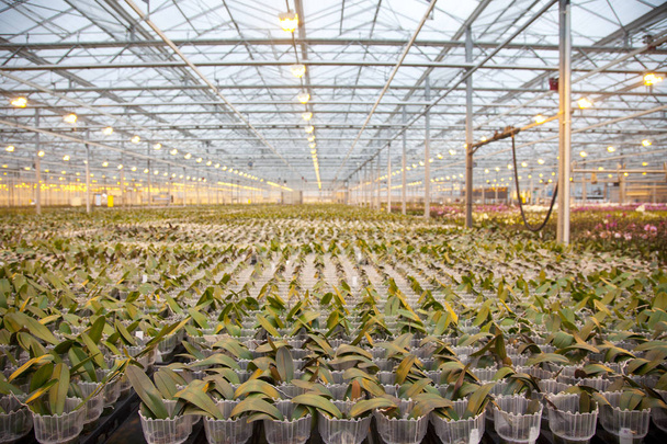 Jovens plantas de orquídeas em enorme casa de vidro
 - Foto, Imagem