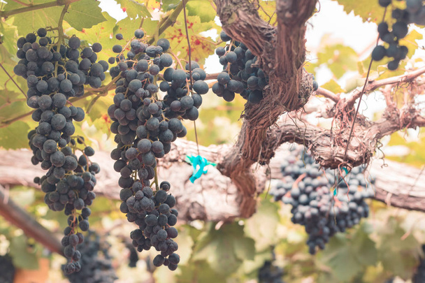 Grapes in vineyard at farm for background - Photo, Image