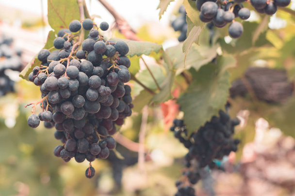 Виноград у винограднику на фермі для фону
 - Фото, зображення