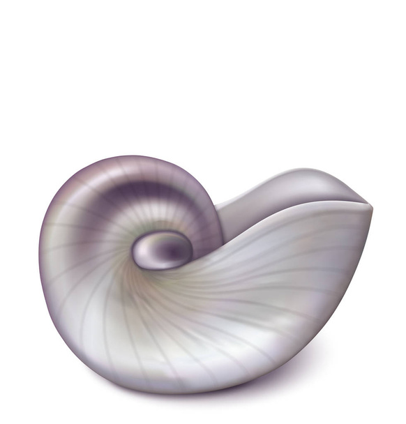 Nautilus sea shell on white. Vecror illusrtation - Διάνυσμα, εικόνα