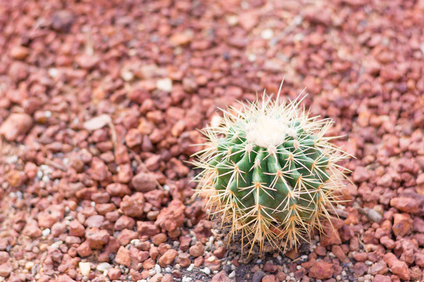 cactus in de woestijn voor de achtergrond of wallpaper - Foto, afbeelding