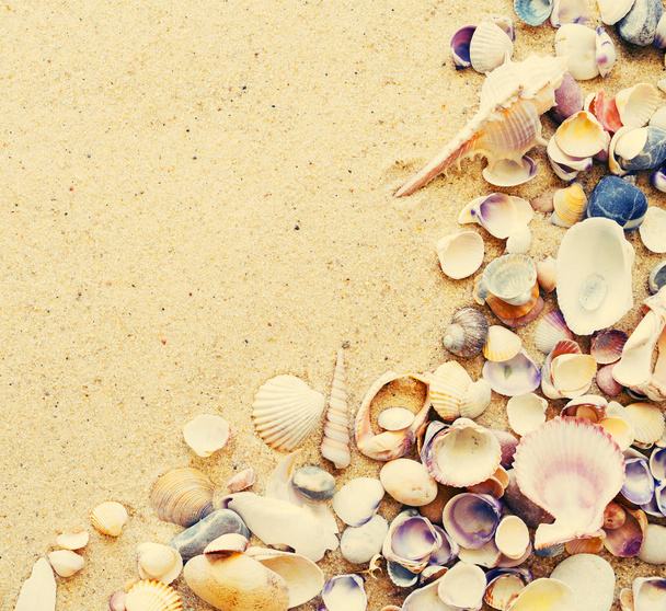 Muscheln auf Sand.  - Foto, Bild