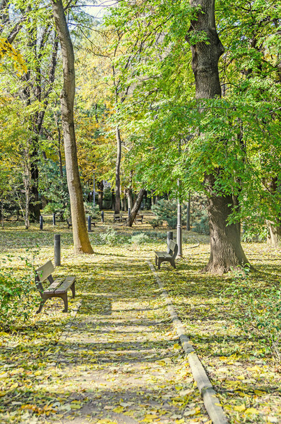 Autumn time in outdoor park with colored yellow orange trees - 写真・画像