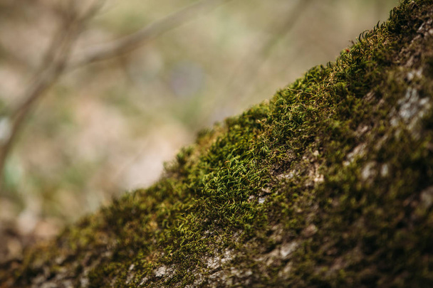 Moss en la corteza de los árboles
  - Foto, Imagen