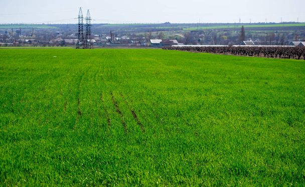 Saftig grünes Maisfeld am Frühlingstag. Hintergrund Landwirtschaft - Foto, Bild