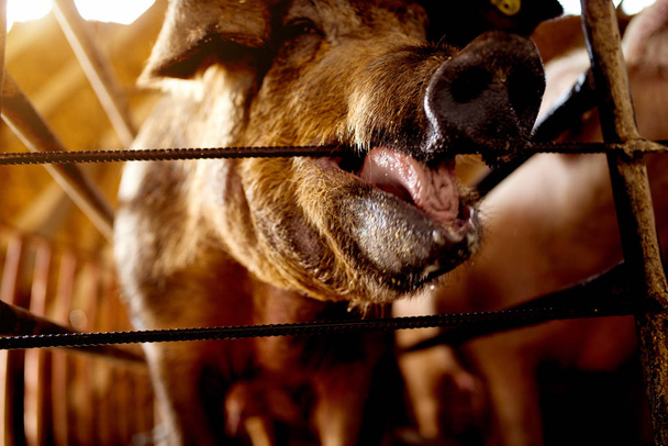 pis domuz çiftliğinde - Fotoğraf, Görsel