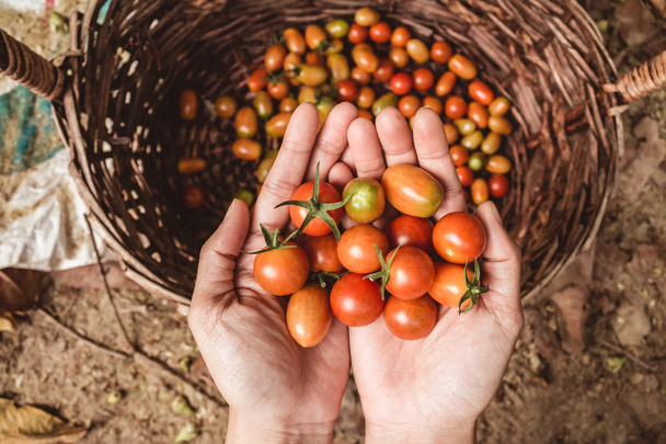 Organic tomato. Hands with freshly harvested tomatoes. - Foto, Imagen