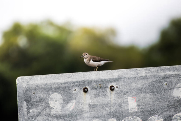 Common sandpiper is perched on a concrete pole - Photo, Image