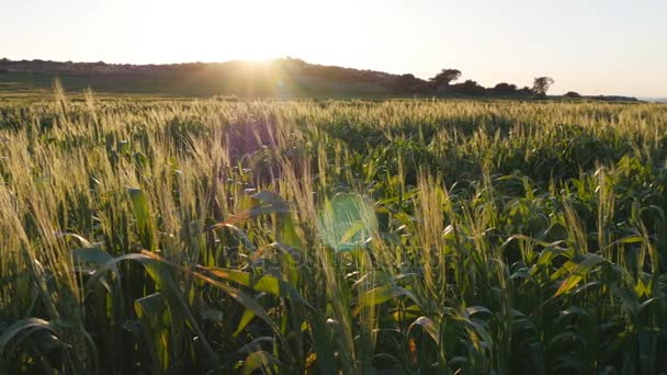 Spikelets nog groen tarwe in een veld bij zonsondergang - Video