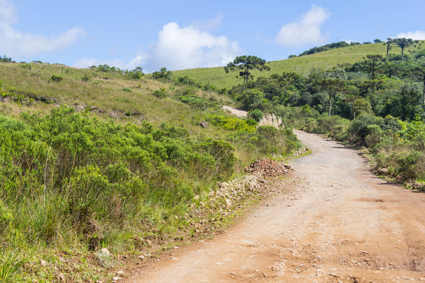 Road and Araucaria angustifolia Forest - Photo, Image