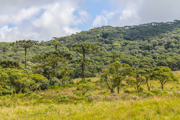 Araucaria angustifolia Forest - Photo, Image