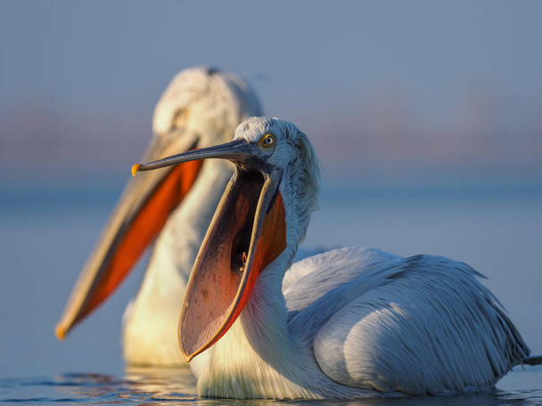 Далматин пеліканів на озері Керкіні - Фото, зображення