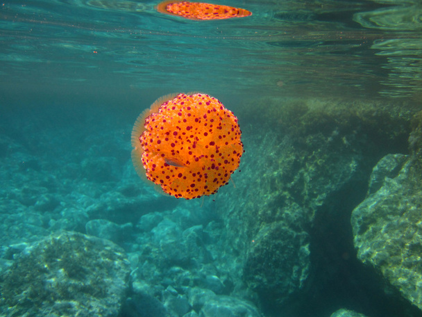 Bellissime meduse
 - Foto, immagini