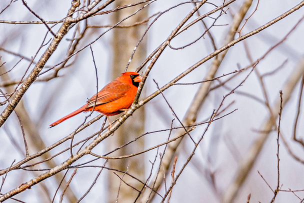 rosso cardinale appollaiato sui rami degli alberi al sole
 - Foto, immagini
