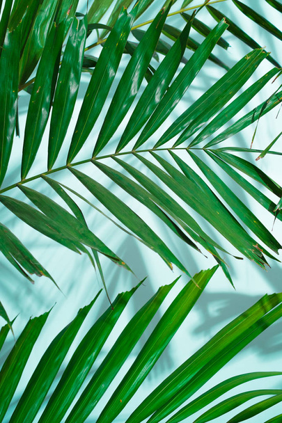 Palm leaves on the white background with the ocean blue shadow - softfocus - Fotoğraf, Görsel