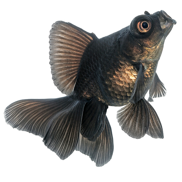 黒の金魚 - 写真・画像