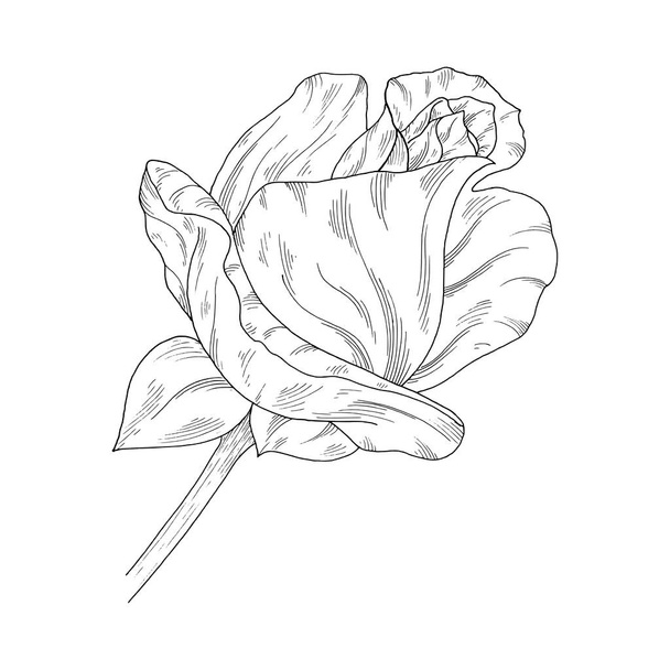 Flower ink sketch. Isolated on white background - Vector, imagen