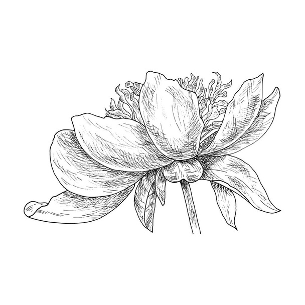 Flower ink sketch. Isolated on white background - Vector, afbeelding