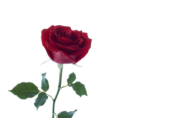 Rosa roja hermosa sola - Foto, Imagen