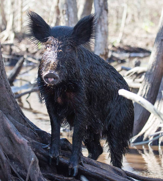 Cerdo salvaje en manglar pantano en Louisiana
. - Foto, Imagen
