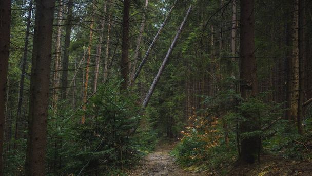 Güzellik doğa orman manzara - Fotoğraf, Görsel