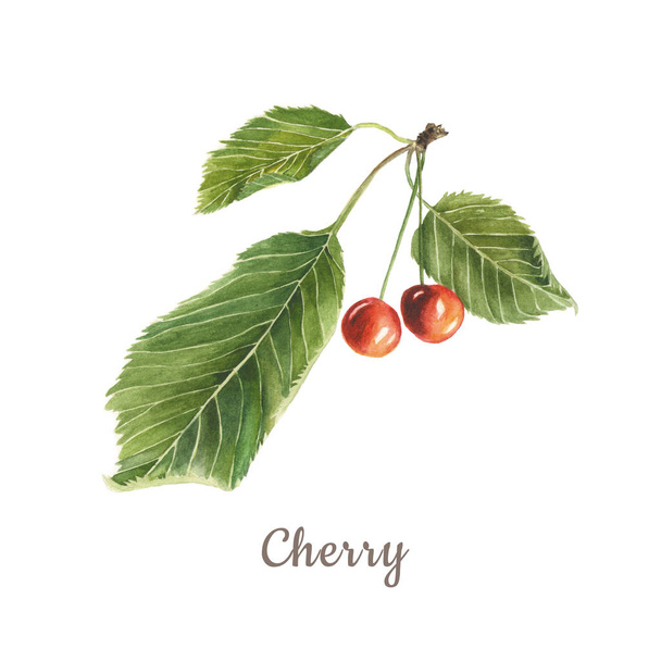 Kasvitieteellinen akvarelli kuva punainen kirsikka vihreät lehdet eristetty valkoisella pohjalla kuvaus
 - Valokuva, kuva