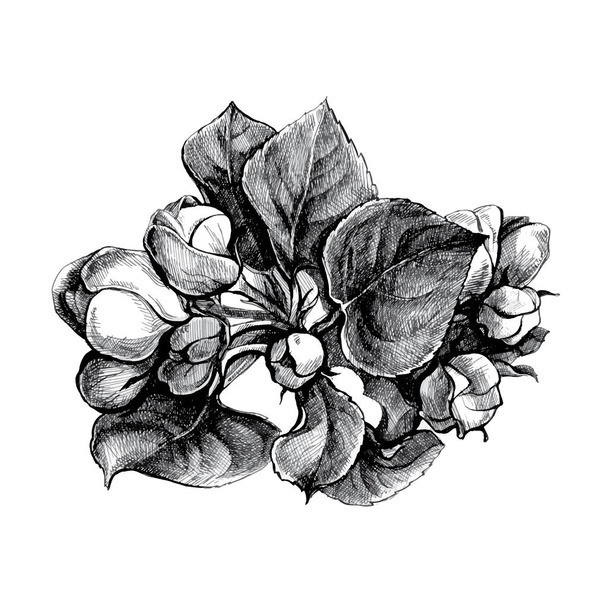 Stylo dessin graphique et encre : une branche d'un pommier en fleurs au printemps
. - Vecteur, image