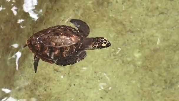 Carey tortuga marina
 - Imágenes, Vídeo