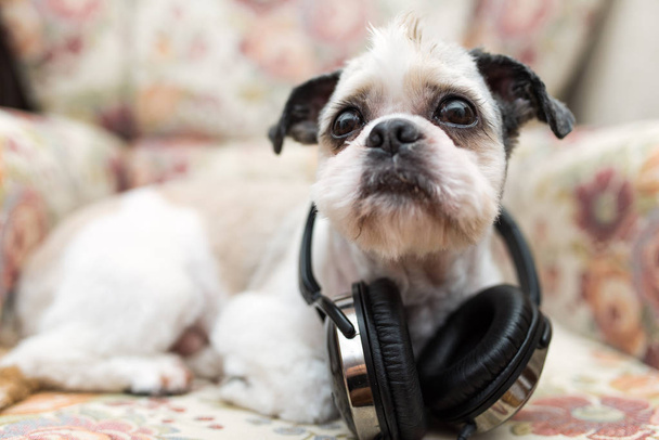 Cute Shih Tzu lying on the shabby chic chair with headphones   - Photo, Image