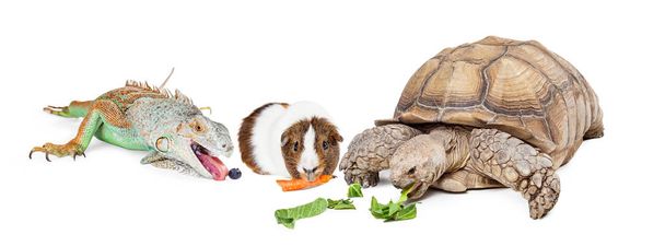 Exotische huisdieren samen eten - Foto, afbeelding