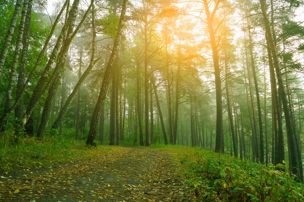 weg in prachtig mistige bos - Foto, afbeelding