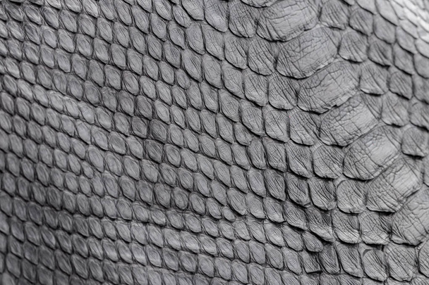 Textura de serpente réptil close-up, moda ziguezague pele de cobra python imagem
. - Foto, Imagem