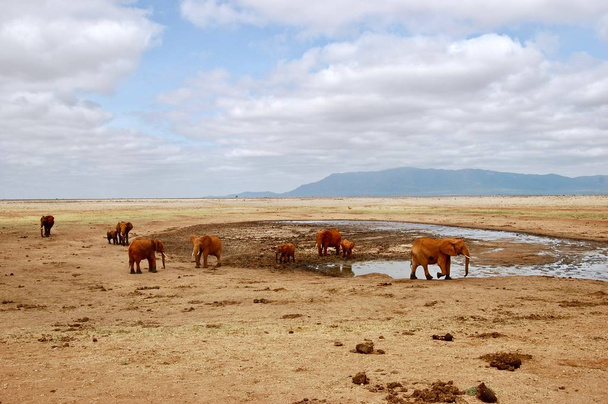 Elefantes en Kenia
 - Foto, imagen