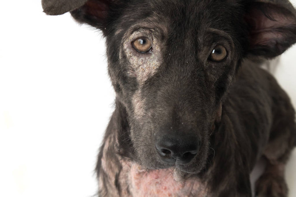 Closeup face of dog sick leprosy skin problem with white background - Photo, Image