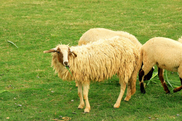 Las ovejas de la granja
 - Foto, Imagen