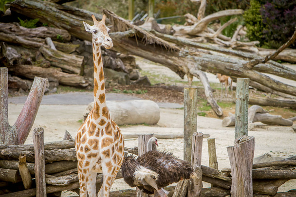 Girafe et autruche au Zoo
 - Photo, image