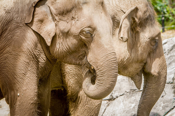 Asian elephants in zoo - Fotoğraf, Görsel