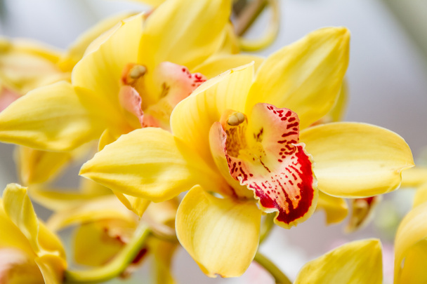Belles fleurs d'orchidée
 - Photo, image