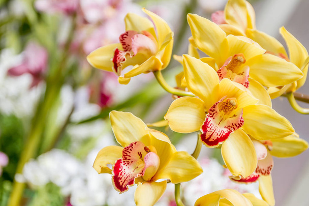 Lindas flores de orquídea
 - Foto, Imagem
