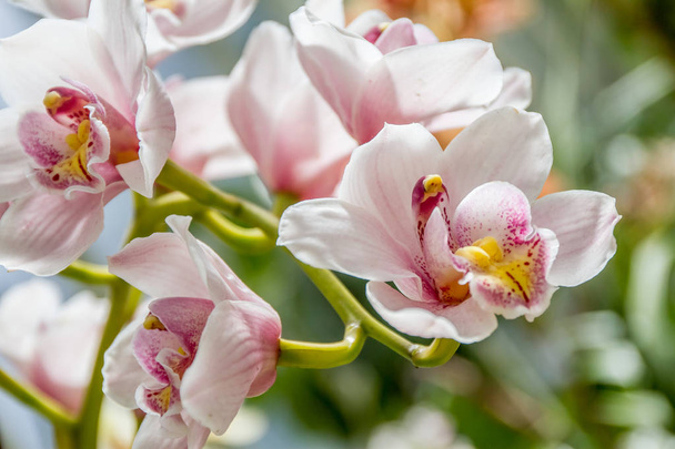 美しい蘭の花 - 写真・画像