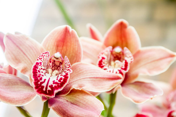 gyönyörű Orchideák - Fotó, kép