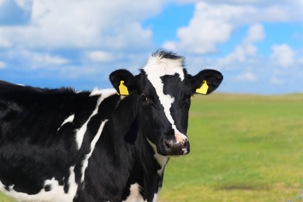 корова в Голландии
 - Фото, изображение