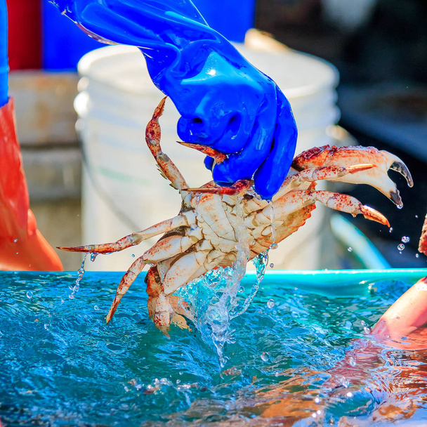 frische Krabben im Verkauf am Fischereihafen in der Halbmondbucht califo - Foto, Bild