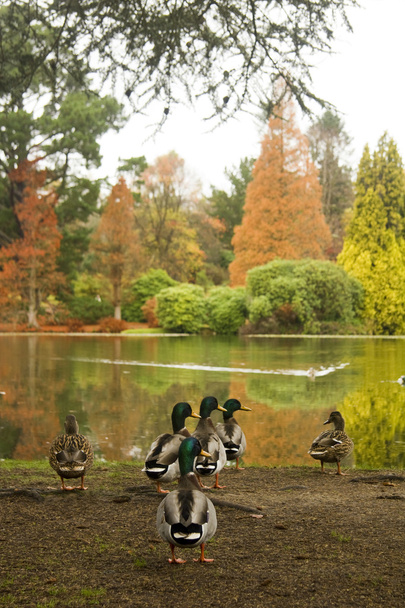 Canards en automne
 - Photo, image