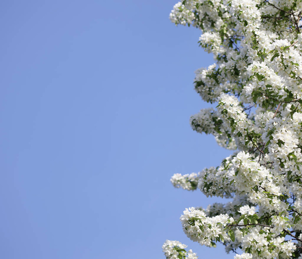 квітучий фон з яблуні. Білі квіти
  - Фото, зображення