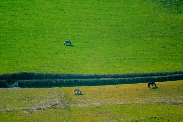 Caballos pastan en una granja
 - Foto, imagen