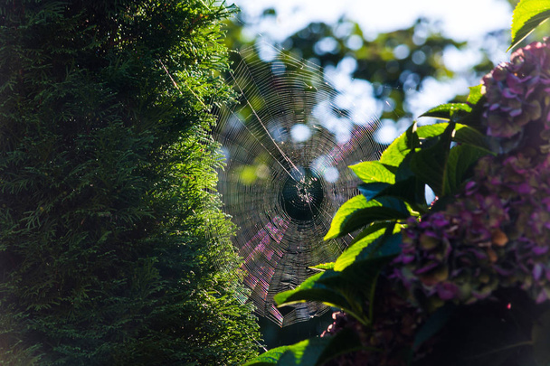 Ιστός αράχνης με την πρωινή δροσιά με οπίσθιο φωτισμό    - Φωτογραφία, εικόνα