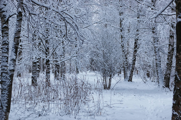 winter forest covered snow - Foto, Imagen